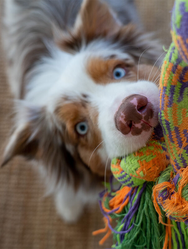 dog playing with rope toy